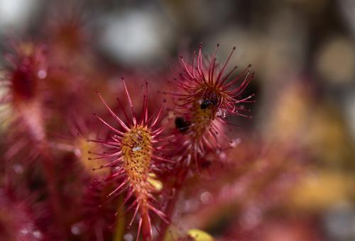 A close up of the red sundew carnivorous plants